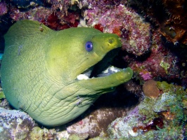 Green Moray Eel at Cleaning Station IMG 6909